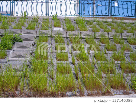 河川敷の堤防に茂る緑の草とコンクリートブロック 河川敷の堤防に茂る緑の草とコンクリートブロック 137140389