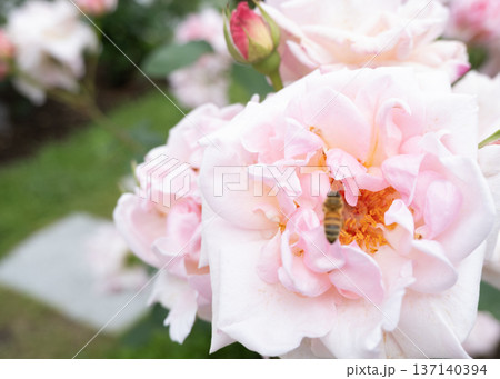 バラの花に止まるミツバチと柔らかな光 137140394