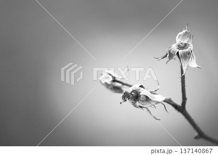 花びらの落ちた薔薇の美 花びらの落ちた薔薇の美 137140867