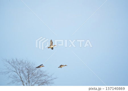 空飛ぶカモ 空飛ぶカモ 137140869
