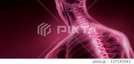 Translucent muscles showing vertebral structure. Closeup image of upper back highlighting posture and joint function in rehabilitation 137141041