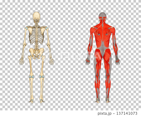 Rear view of skeleton and muscle model (blank space) Rear view of skeleton and muscle model (blank space) 137141073