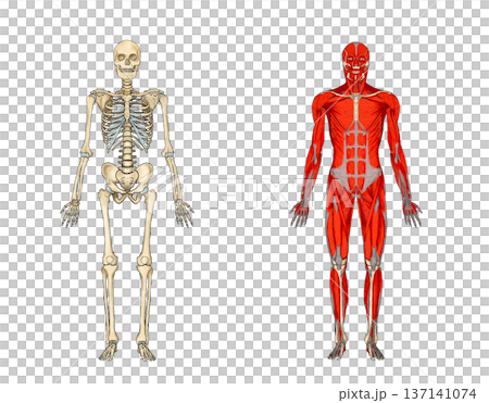 Front view of skeleton and muscle model (blank space) 137141074