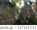 クモの巣に張り巡らされた見えない罠01 137141131