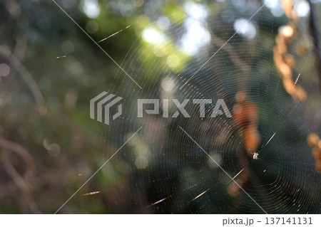 クモの巣に張り巡らされた見えない罠01 137141131
