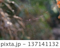 クモの巣に張り巡らされた見えない罠02 137141132