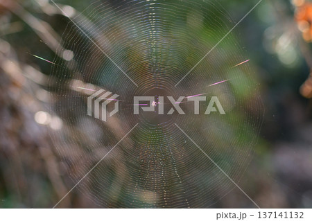 クモの巣に張り巡らされた見えない罠02 137141132