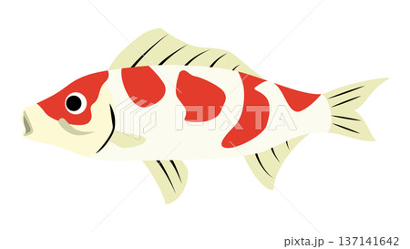 シンプルでかわいい鯉（コイ）のイラスト　日本の魚のベクター素材 137141642