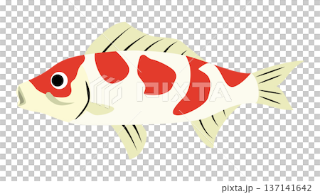Simple and cute carp illustration - Japanese fish vector material 137141642