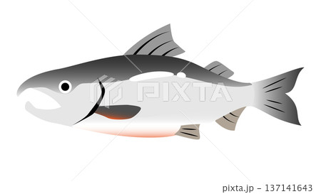 シンプルでかわいい鮭（サケ）のイラスト　食べ物・魚のベクター素材 137141643