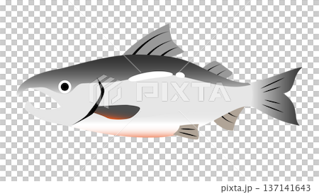 シンプルでかわいい鮭（サケ）のイラスト　食べ物・魚のベクター素材 137141643