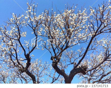 早春に咲く白梅の花と青空 137141713