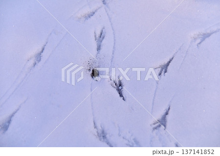 雪原で見つけた鳥の足跡 137141852