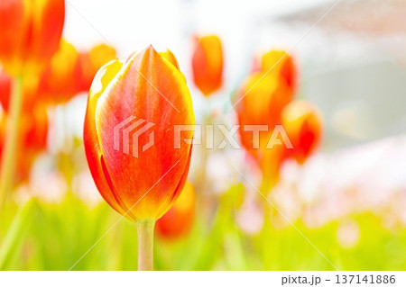 家の周りの草花　四季の色々　植物園の花壇に美しい早咲きのチューリップの花が咲きました 137141886