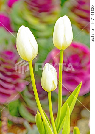 家の周りの草花 四季の色々 植物園の花壇に美しい早咲きのチューリップの花が咲きました 家の周りの草花 四季の色々 植物園の花壇に美しい早咲きのチューリップの花が咲きました 137141888