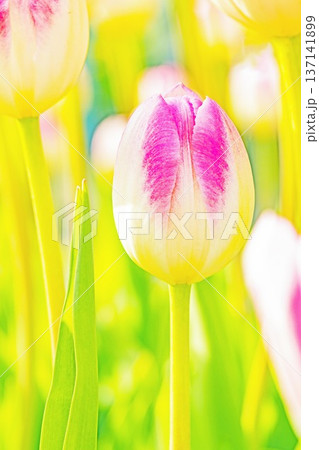 家の周りの草花 四季の色々 植物園の花壇に美しい早咲きのチューリップの花が咲きました 家の周りの草花 四季の色々 植物園の花壇に美しい早咲きのチューリップの花が咲きました 137141899