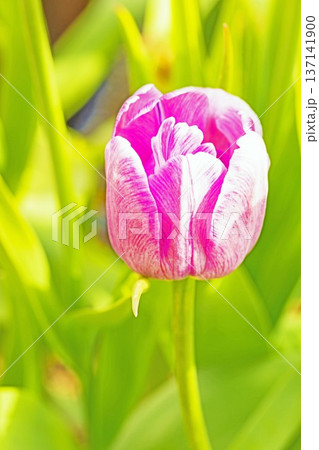 家の周りの草花　四季の色々　植物園の花壇に美しい早咲きのチューリップの花が咲きました 137141900