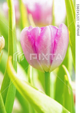 家の周りの草花　四季の色々　植物園の花壇に美しい早咲きのチューリップの花が咲きました 137141901