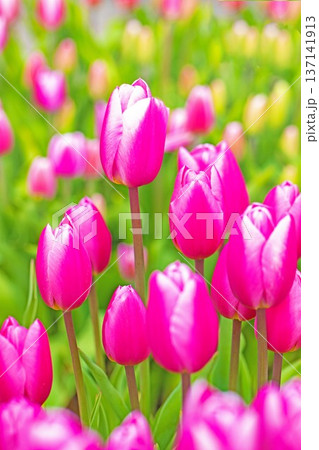 家の周りの草花 四季の色々 植物園の花壇に美しい早咲きのチューリップの花が咲きました 家の周りの草花 四季の色々 植物園の花壇に美しい早咲きのチューリップの花が咲きました 137141913