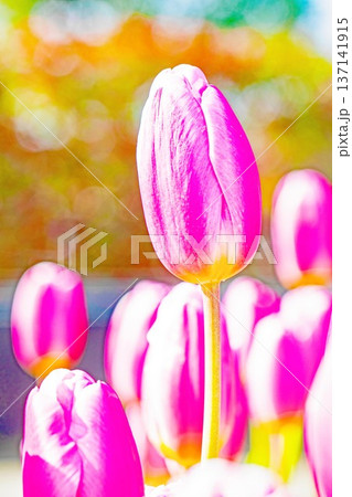 家の周りの草花 四季の色々 植物園の花壇に美しい早咲きのチューリップの花が咲きました 家の周りの草花 四季の色々 植物園の花壇に美しい早咲きのチューリップの花が咲きました 137141915
