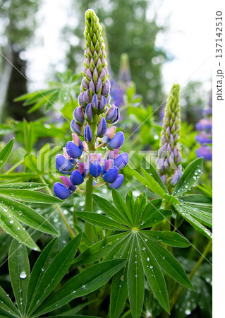 Purple lupins blooming in lush summer garden after rain. Purple lupins blooming in lush summer garden after rain. 137142510
