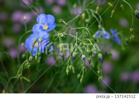 Blue flax flowers with green foliage in the summer garden. 137142512