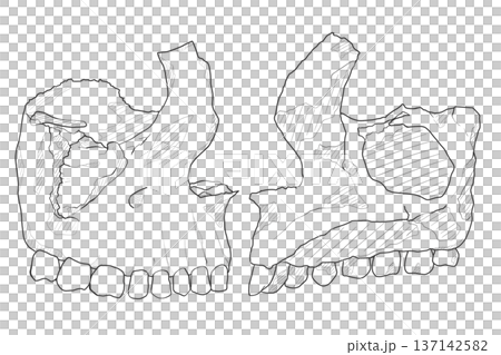上顎骨 Maxilla 上顎骨 Maxilla 137142582