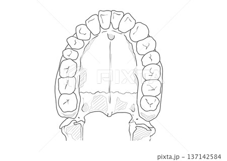 歯牙 Teeth 歯牙 Teeth 137142584