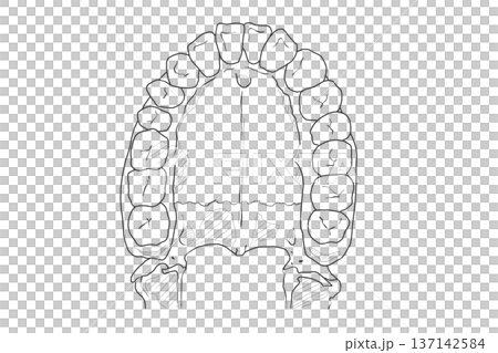 歯牙 Teeth 歯牙 Teeth 137142584