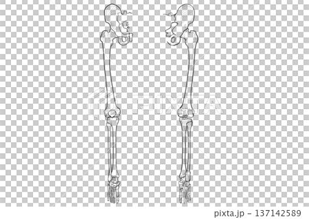 Lower limb front/back (right) Lower limb front/back (right) 137142589