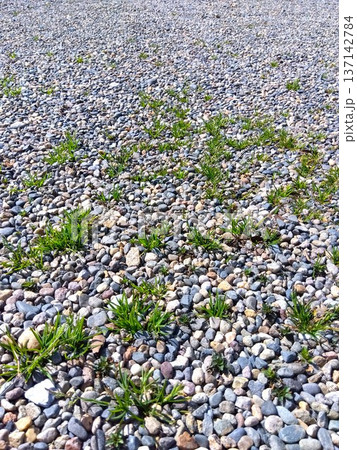 春の若草の生えた小石の敷き詰められた寺の駐車場の地面 137142784