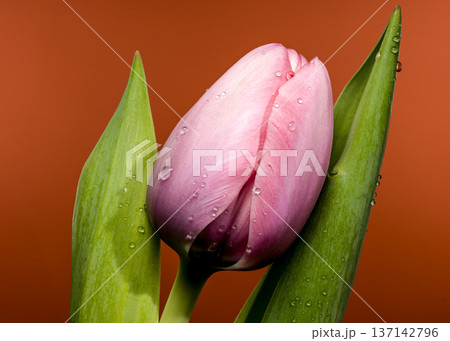 Pink Tulip Flower Bud With Water Droplets On Orange Background 137142796