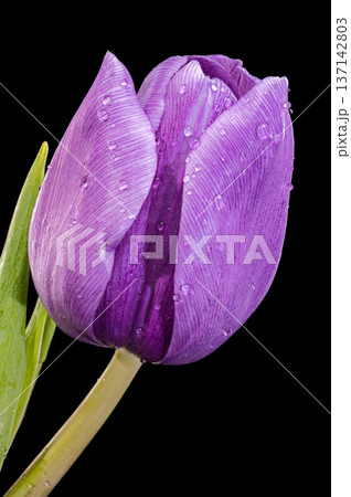 Macro Purple Tulip Flower With Water Drops On Black Background 137142803