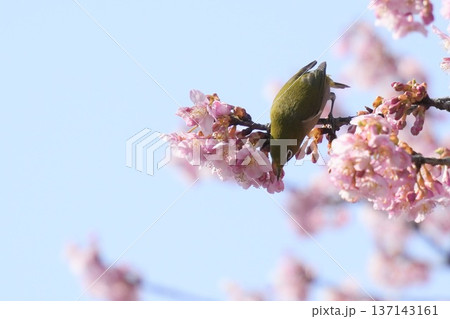 青空を背景にした黄緑色の可愛い小鳥メジロ　春の風景 137143161