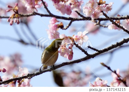 桜の蜜を吸うメジロ 春イメージ 青空背景 桜の蜜を吸うメジロ 春イメージ 青空背景 137143215