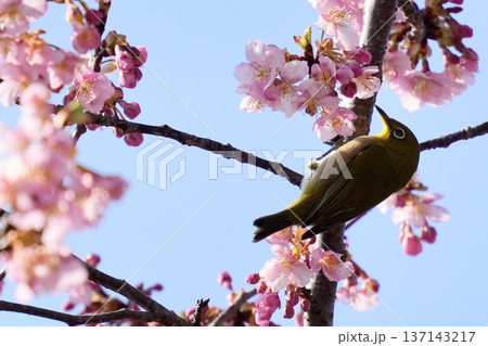 桜の蜜を吸うメジロ 春イメージ 青空背景 桜の蜜を吸うメジロ 春イメージ 青空背景 137143217