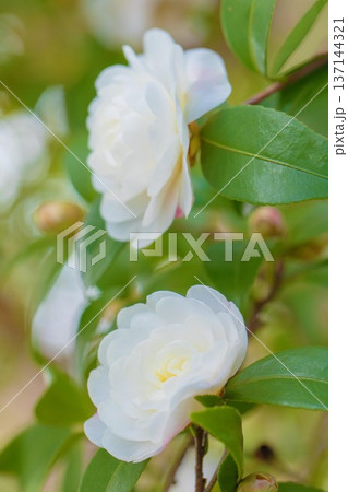 家の周りの草花　四季の色々　庭の垣根に白い花が咲きました　清く美しい可憐な山茶花の花 137144321