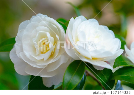 家の周りの草花 四季の色々 庭の垣根に白い花が咲きました 清く美しい可憐な山茶花の花 家の周りの草花 四季の色々 庭の垣根に白い花が咲きました 清く美しい可憐な山茶花の花 137144323