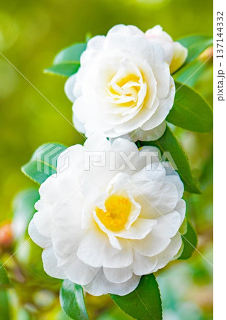 家の周りの草花 四季の色々 庭の垣根に白い花が咲きました 清く美しい可憐な山茶花の花 家の周りの草花 四季の色々 庭の垣根に白い花が咲きました 清く美しい可憐な山茶花の花 137144332