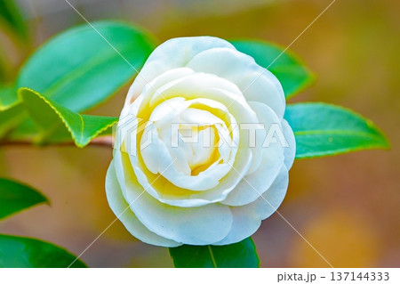 家の周りの草花 四季の色々 庭の垣根に白い花が咲きました 清く美しい可憐な山茶花の花 家の周りの草花 四季の色々 庭の垣根に白い花が咲きました 清く美しい可憐な山茶花の花 137144333
