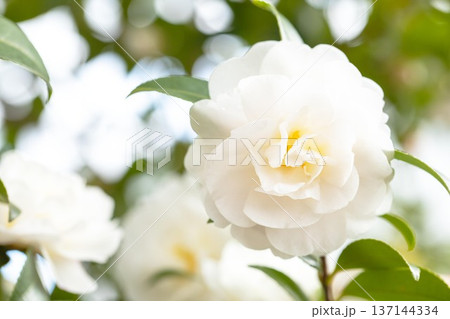 家の周りの草花 四季の色々 庭の垣根に白い花が咲きました 清く美しい可憐な山茶花の花 家の周りの草花 四季の色々 庭の垣根に白い花が咲きました 清く美しい可憐な山茶花の花 137144334