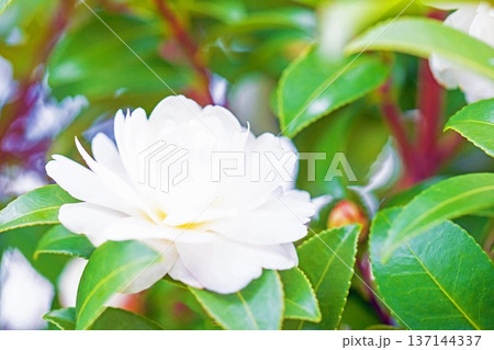 家の周りの草花 四季の色々 庭の垣根に白い花が咲きました 清く美しい可憐な山茶花の花 家の周りの草花 四季の色々 庭の垣根に白い花が咲きました 清く美しい可憐な山茶花の花 137144337