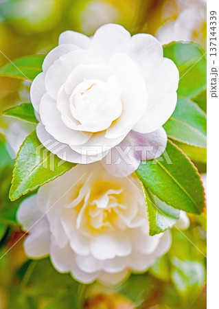家の周りの草花 四季の色々 庭の垣根に白い花が咲きました 清く美しい可憐な山茶花の花 家の周りの草花 四季の色々 庭の垣根に白い花が咲きました 清く美しい可憐な山茶花の花 137144339
