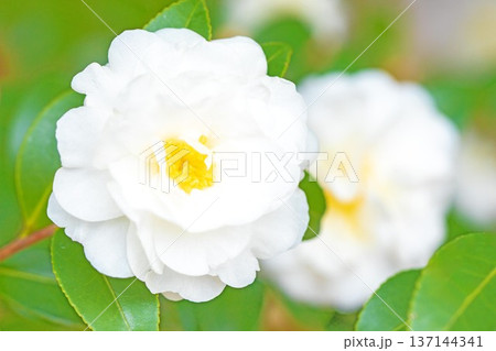 家の周りの草花 四季の色々 庭の垣根に白い花が咲きました 清く美しい可憐な山茶花の花 家の周りの草花 四季の色々 庭の垣根に白い花が咲きました 清く美しい可憐な山茶花の花 137144341