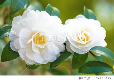 家の周りの草花 四季の色々 庭の垣根に白い花が咲きました 清く美しい可憐な山茶花の花 家の周りの草花 四季の色々 庭の垣根に白い花が咲きました 清く美しい可憐な山茶花の花 137144355