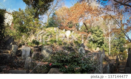 護国寺の富士塚(音羽富士)と秋の紅葉 護国寺の富士塚(音羽富士)と秋の紅葉 137144477
