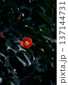 赤い椿 137144731