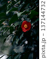 赤い椿 137144732