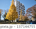 団地の紅葉 137144755