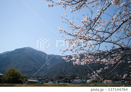 桜のある湖西の風景 137144764